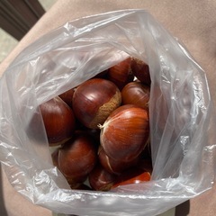 🌰和栗🌰生 500g🌰10月7日収穫の画像