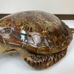 剥製のカメ🐢縁起物◆臼杵市内お取引希望の画像