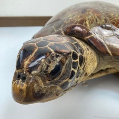 剥製のカメ🐢縁起物◆臼杵市内お取引希望の画像