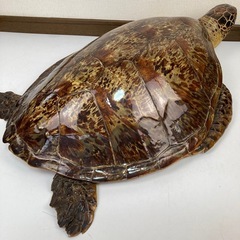 剥製のカメ🐢縁起物◆臼杵市内お取引希望の画像
