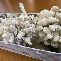 珊瑚の画像