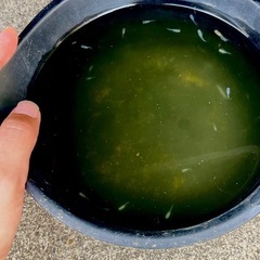 【ミックスメダカ】稚魚　10匹  　100円！！！の画像