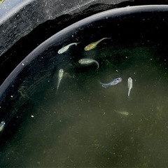 【ミックスメダカ】稚魚　10匹  　100円！！！の画像