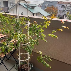 無料植物 つるバラを譲りましますの画像