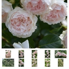 無料植物 つるバラを譲りましますの画像