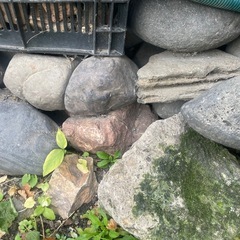 庭の石（大）　の画像