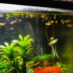 ミックスグッピー🐟の画像