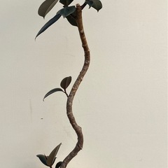 観葉植物　フィカス　バーガンディ　曲がりの画像