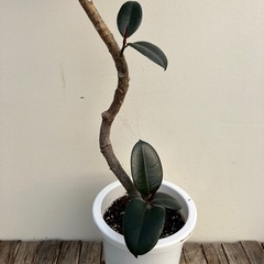 観葉植物　フィカス　バーガンディ　曲がりの画像