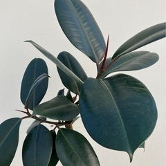 観葉植物　フィカス　バーガンディ　曲がりの画像