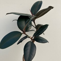観葉植物　フィカス　バーガンディ　曲がりの画像