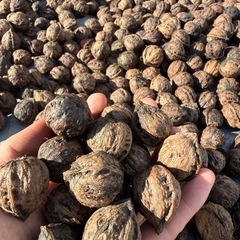 令和7年産　オニクルミ（鬼胡桃・鬼クルミ） 10kg の画像