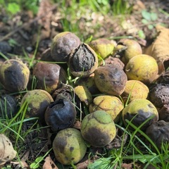令和7年産　オニクルミ（鬼胡桃・鬼クルミ） 10kg の画像