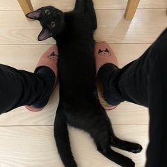 猫が好きなクロくん