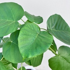 観葉植物　フィカス　ウンベラータ　曲がりの画像