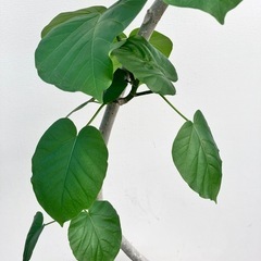 観葉植物　フィカス　ウンベラータ　曲がりの画像