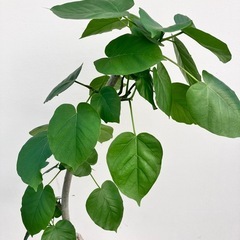 観葉植物　フィカス　ウンベラータ　曲がりの画像
