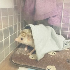 ハリネズミ