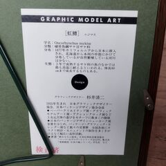 グラフィックモデルアート 杉井清二 ニジマス 虹鱒 インテリア 飾り　/MJ-1282 2Fの画像