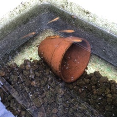 MIXメダカ（混血）100匹くらい大型魚の餌などにの画像