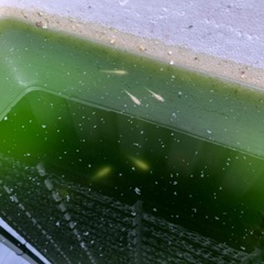 MIXメダカ（混血）100匹くらい大型魚の餌などにの画像