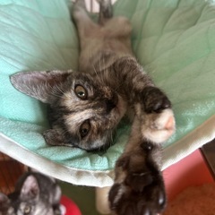 11/22(土)宜野湾市内譲渡会参加💛キーナ