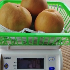 新高梨の画像