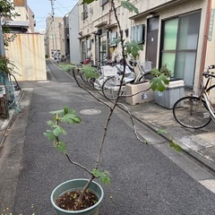 イチジクの木の画像