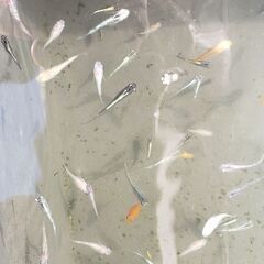 メダカ　ミックス　60位　500円の画像
