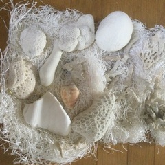 珊瑚いろいろ
の画像
