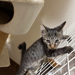生後3ヶ月子猫