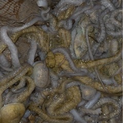 シガヤー　15〜20匹（1kg）の画像
