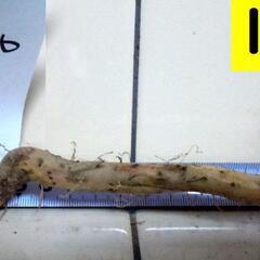 黒部産【初堀り！】超粘り！赤土粘土の典型的天然自然薯２本で430gの画像