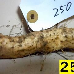 黒部産【初堀り！】超粘り！赤土粘土の典型的天然自然薯２本で430gの画像