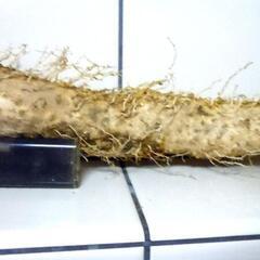 黒部産【初堀り！】超粘り！赤土粘土の典型的天然自然薯１本で405gの画像