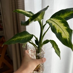 決まりました！観葉植物　ディフェンバキアの画像