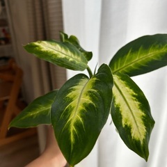 決まりました！観葉植物　ディフェンバキアの画像