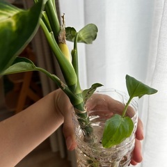 決まりました！観葉植物　ディフェンバキアの画像
