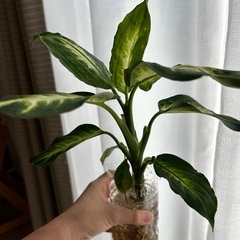決まりました！観葉植物　ディフェンバキアの画像