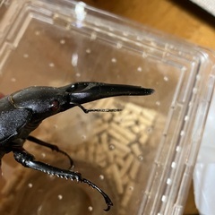 パラワンオオヒラタクワガタ 幼虫の画像