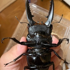パラワンオオヒラタクワガタ 幼虫の画像