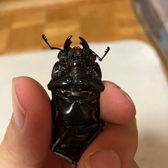 パラワンオオヒラタクワガタ 幼虫の画像