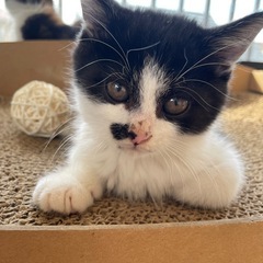 保護猫 里親募集 2ヶ月のハチワレ男の子♂