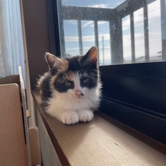 保護猫 里親募集 2ヶ月のミケ女の子♀