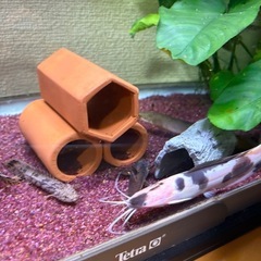 マーブルクララの画像