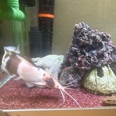 マーブルクララの画像