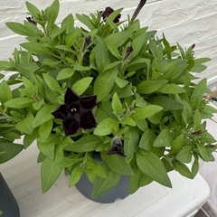 ペチュニア🌿ブラックベルベット調＊ふんわり咲く鉢植えの画像