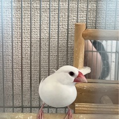 文鳥2匹