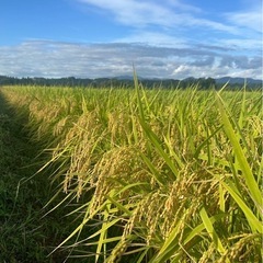 令和7年度産/新米/つや姫/玄米/30キロの画像