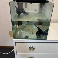 水槽メダカ金魚の画像